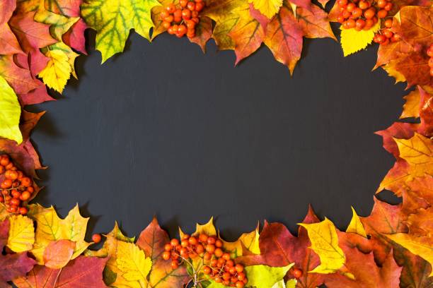 istock Autumn theme background with maple leaves on black. Copy space. 1018290954