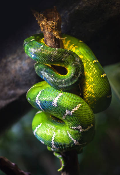 istock A large green boa slept on a tree branch curled up. 1018294522