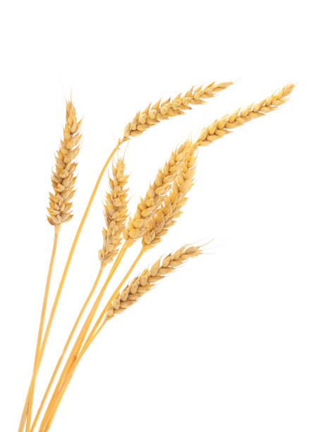istock Ripe ears of wheat. 1018300674