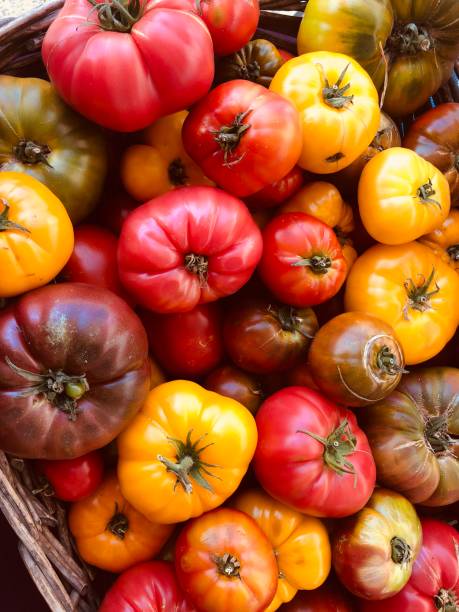 pomidory z pamiątkami - heirloom tomato zdjęcia i obrazy z banku zdjęć