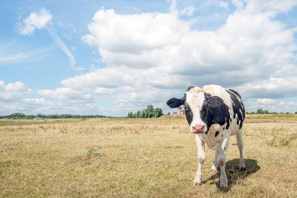 istock Young black-and-white spotted cow posing for the photographer 1018306314