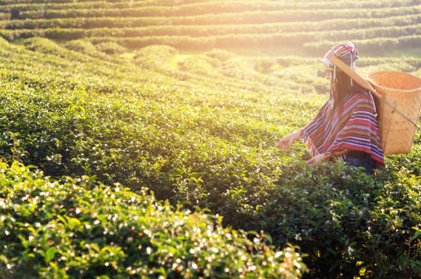 asia worker farmer women were picking tea leaves for traditions in the sunrise morning at tea plantation nature. lifestyle concept - munnar imagens e fotografias de stock