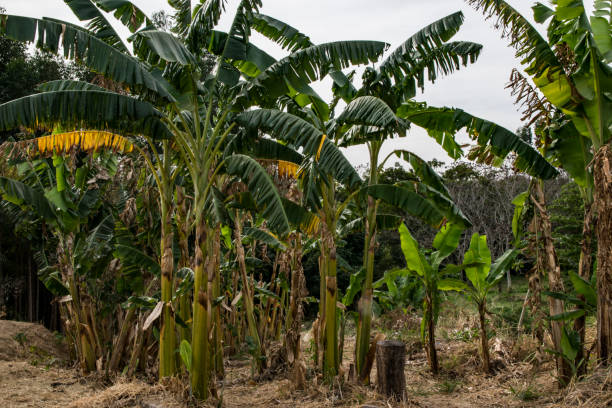 istock Banana plantation farm 1018307092