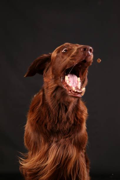 istock funny brown flat coated retriever in the studio 1018307726