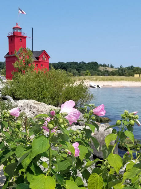 red lighthouse and pink hibiscus in Holland Michigan harbor
