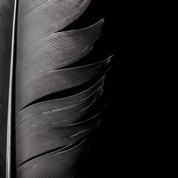 Fragment Of Birds Feather Stock Photo - Download Image Now - Feather, Bird, Black Color - iStock Fragment Of Birds Feather Stock Photo - Download Image Now - Feather, Bird, Black Color - iStock
