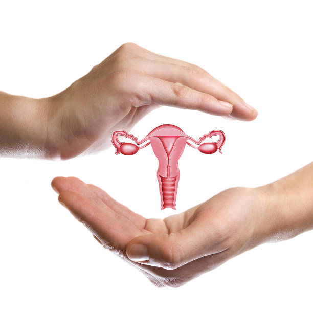The concept of a healthy female reproductive system. A model of the reproductive system of women between two palms on white isolated background. The concept of a healthy female reproductive system. cervix photos stock pictures, royalty-free photos & images