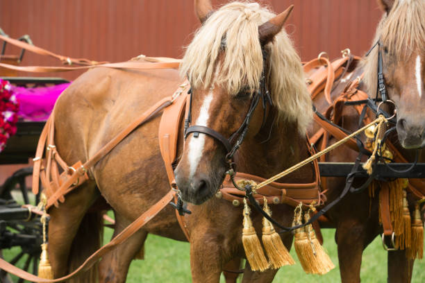 istock Horse carriage of wedding 1018311716