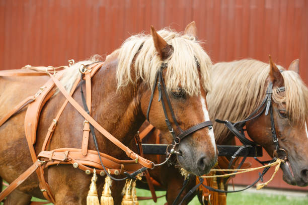istock Horse Carriage of wedding 1018311908