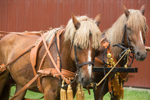 istock Horse Carriage of wedding 1018311950
