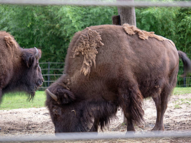 istock American bison Bison bison with overgrown fur coat grazing inside fence 1018312276