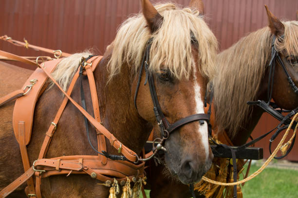 istock Horse Carriage of wedding 1018314418