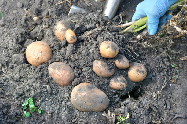 gärtners hand kommissionierung frische bio-kartoffeln - root vegetable picking monoculture nutrient stock-fotos und bilder