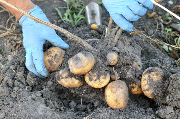 gärtners hände kommissionierung frische bio-kartoffeln - root vegetable picking monoculture nutrient stock-fotos und bilder