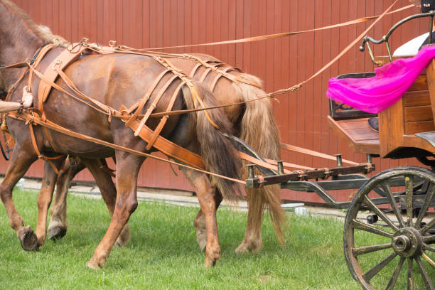 istock Horse carriage of wedding 1018315068