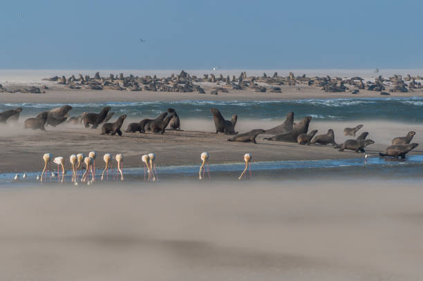 istock Cape-fur Seal Colony at Pelican Point, Walvis bay, Namibia. 1018318794