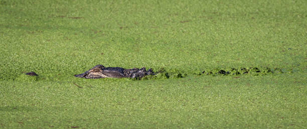 American Alligator stock photo