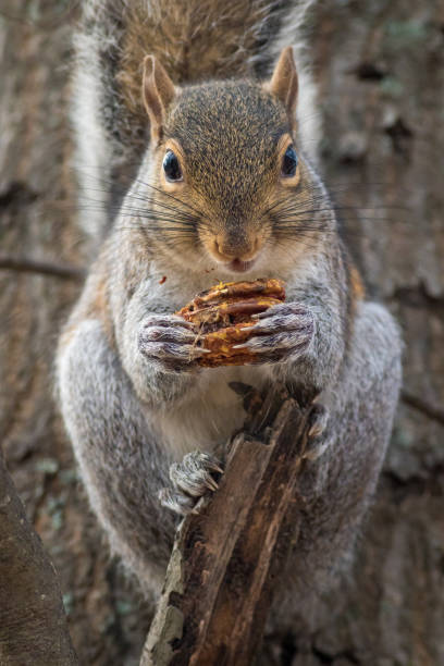 Squirrel Eating Nut stock photo