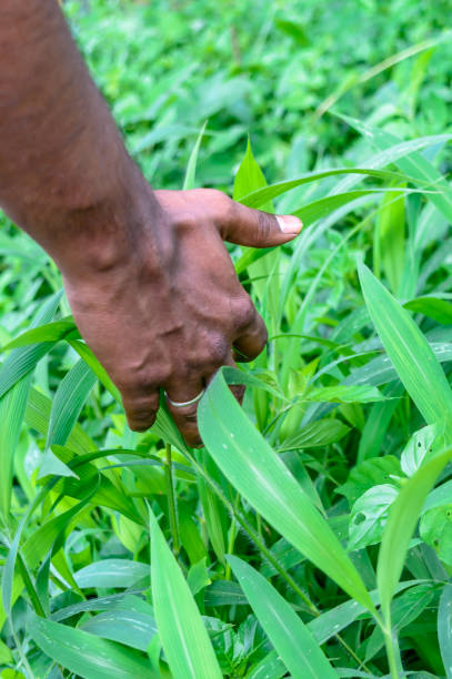 istock Hand touching green fresh grass on a meadow. Hand in autumn grass. 1018319412
