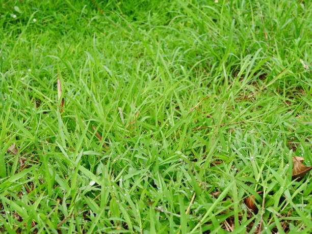 istock Close up of fresh thick grass with water drops 1018319446