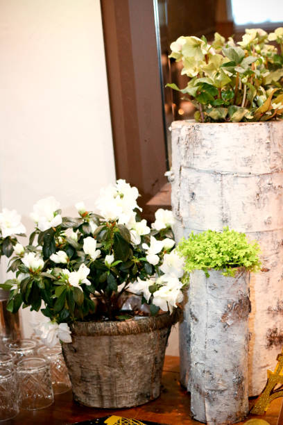 istock indoor potted plants for interior decor 1018323014