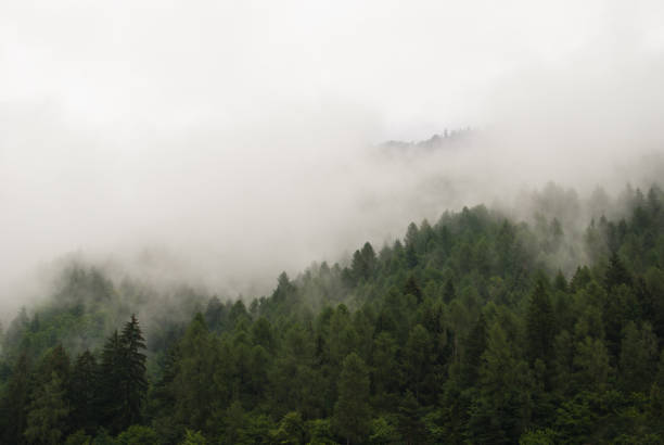istock Low clouds above the Abies of a forest 1018324856