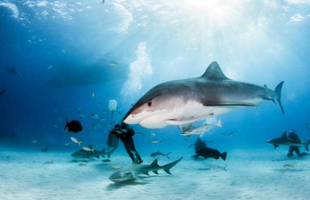 istock Tiger shark at Tigerbeach, Bahamas 1018326214