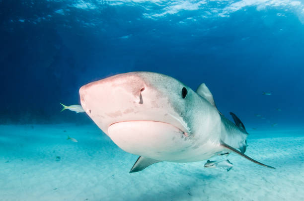 istock Tiger shark at Tigerbeach, Bahamas 1018326370