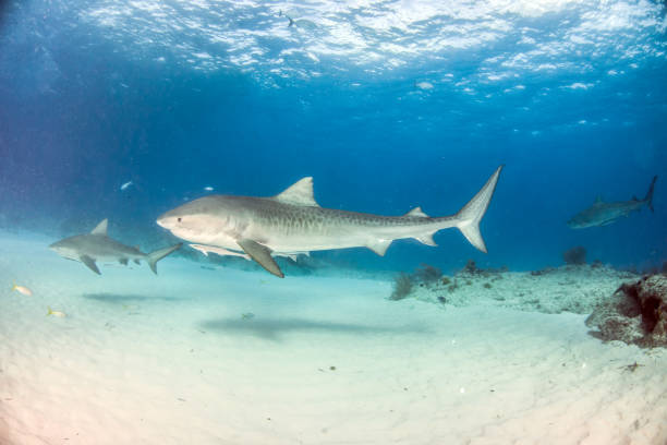 istock Tiger shark at Tigerbeach, Bahamas 1018326636