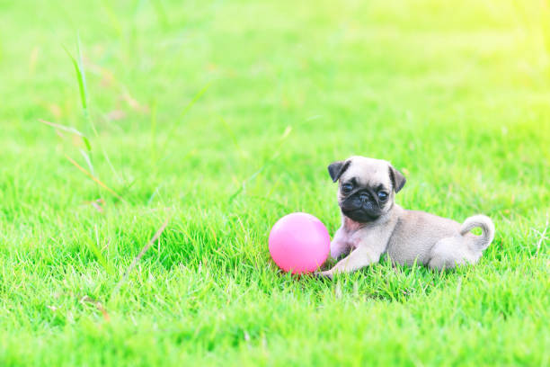 Cute puppy brown Pug playing with ball in garden