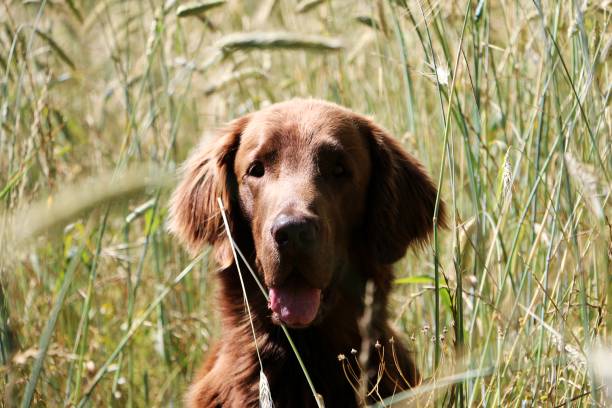 istock brown flat coated retriever portrait 1018326810