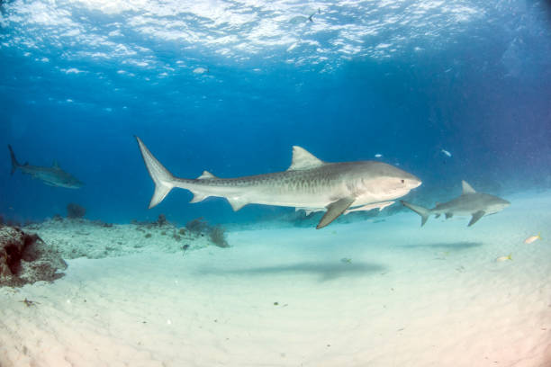 istock Tiger shark at Tigerbeach, Bahamas 1018327054