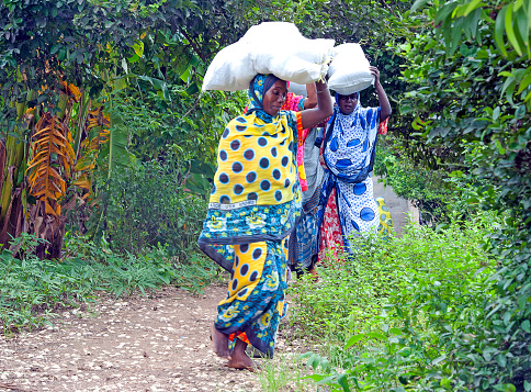 Tumbatu Island, Zanzibar, Tanzania. Muslim ladies in colourful traditional clothing and dress, carry headloads of produce back to their village along a forest track, Tumbatu Island, Zanzibar, Tanzania