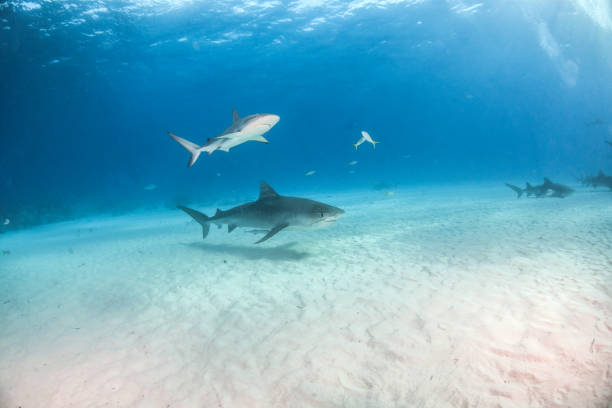 istock Tiger shark at Tigerbeach, Bahamas 1018329868