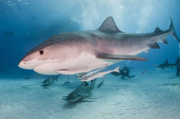 istock Tiger shark at Tigerbeach, Bahamas 1018330292