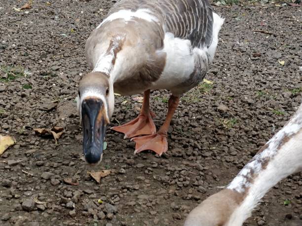 istock Couple of Indian geese 1018330426