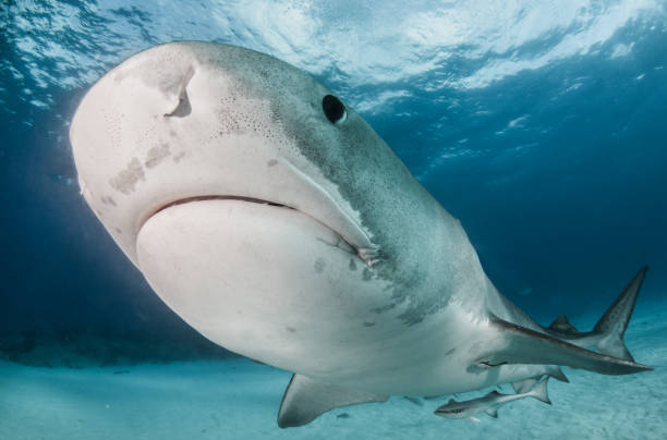 istock Tiger shark at Tigerbeach, Bahamas 1018330456