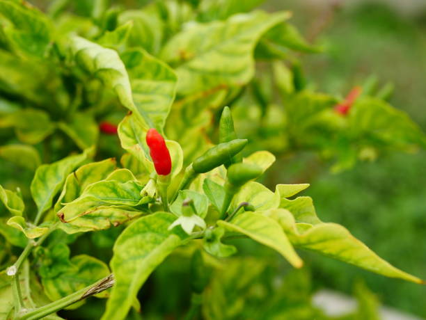 istock Red and green chili plants growing 1018330496