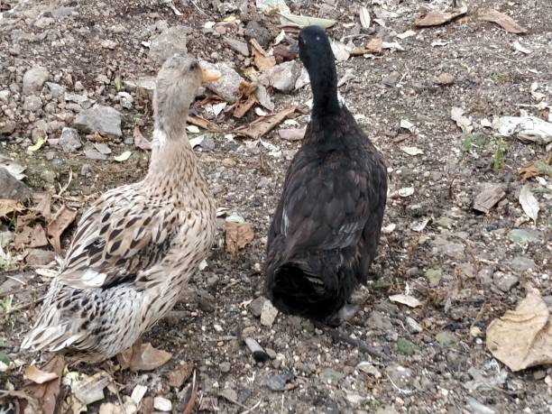 istock Couple of Indian geese 1018330512