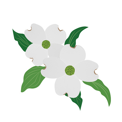 Nature flower white dogwood Cornus florida, vector botanic garden floral leaf plant.