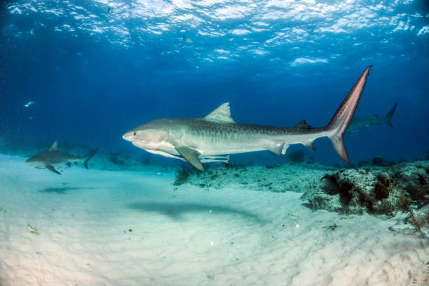 istock Tiger shark at Tigerbeach, Bahamas 1018334752
