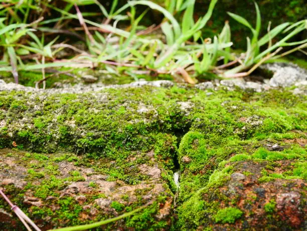 Photo of Mos on stone floor background