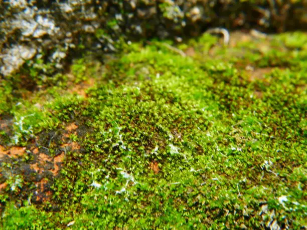 Photo of Moss on Brick wall