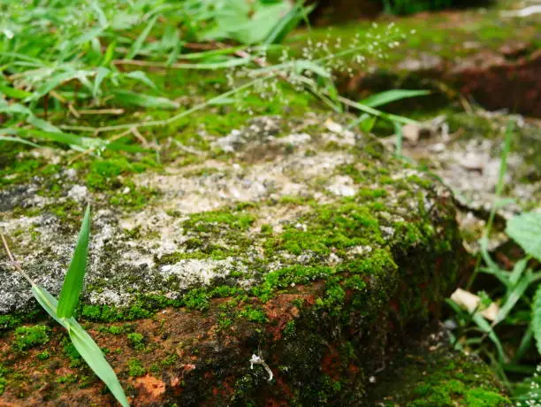 Photo of Mos on stone floor background