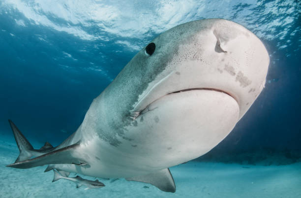 istock Tiger shark at Tigerbeach, Bahamas 1018336580
