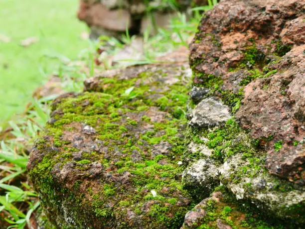 Photo of Mos on stone floor background