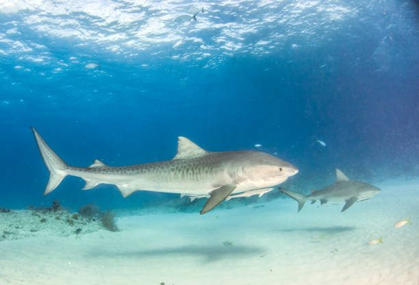 istock Tiger shark at Tigerbeach, Bahamas 1018336680