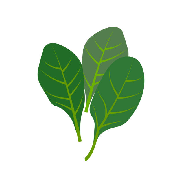 ilustrações de stock, clip art, desenhos animados e ícones de nature organic vegetable spinach, healthy vector colorful food vegetable spice ingredient. - espinafres