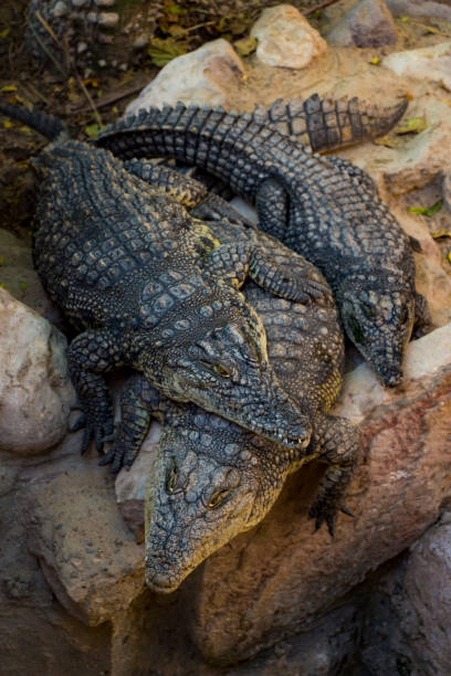 istock The Nile Crocodile 1018336758