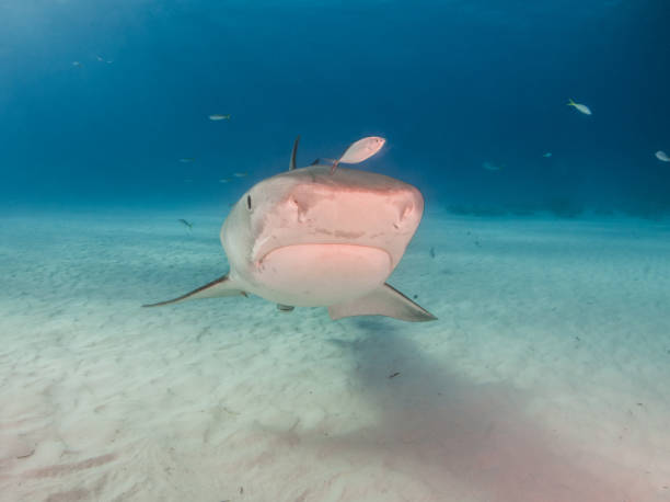 istock Tiger shark at Tigerbeach, Bahamas 1018336762